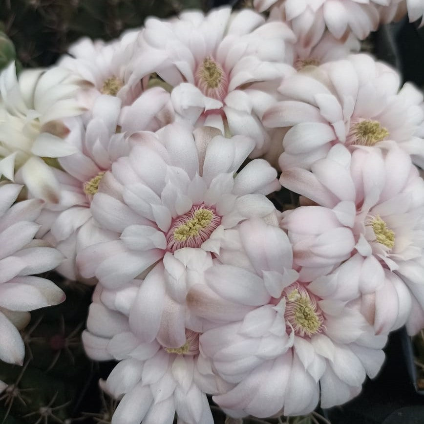 Gymnocalycium Mihanovichii Brown Cactus Plant - myBageecha