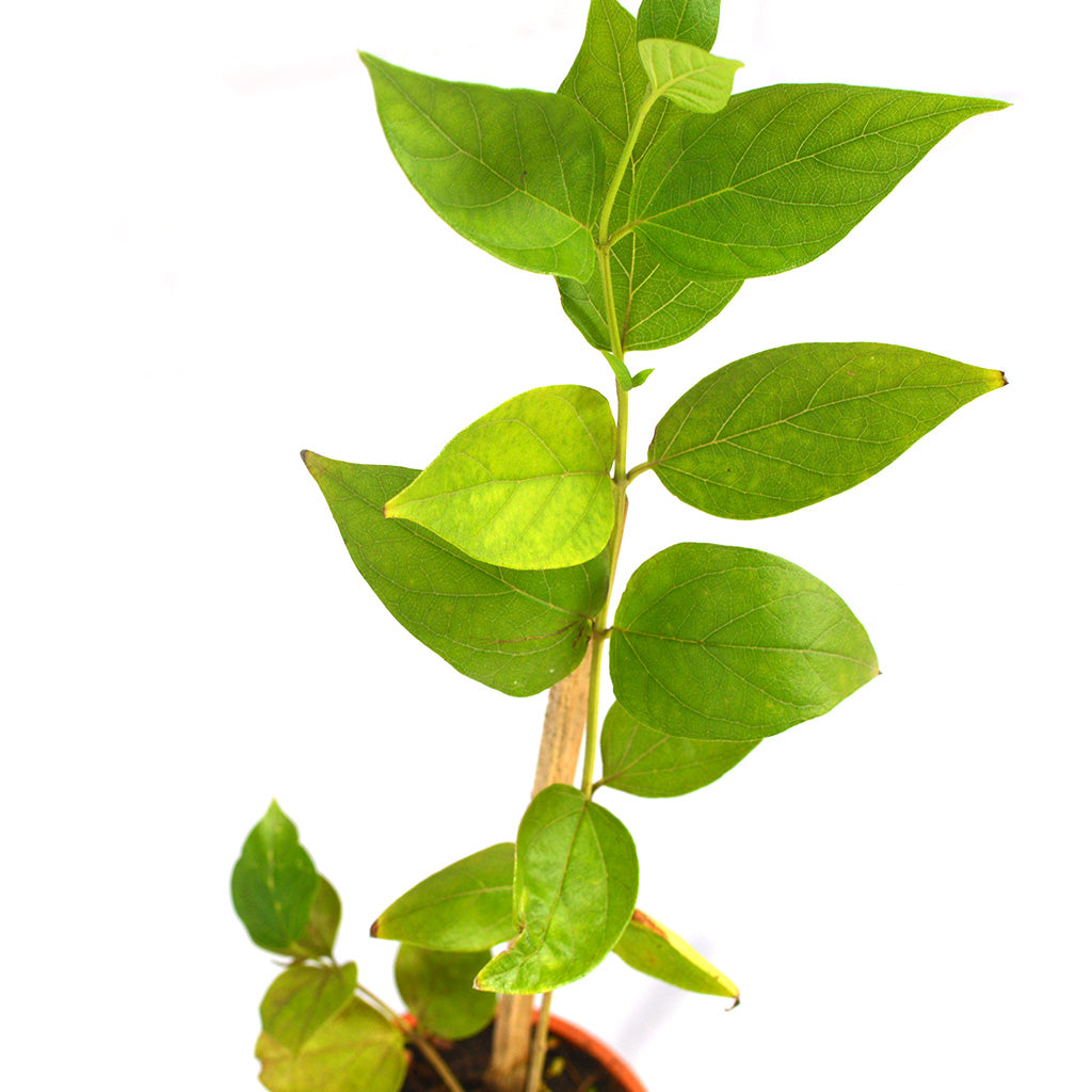 Harshringar Paarijat Plant - myBageecha