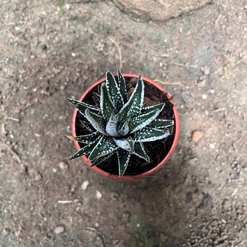 Haworthia Fasciata Alba Succulent Plant - myBageecha