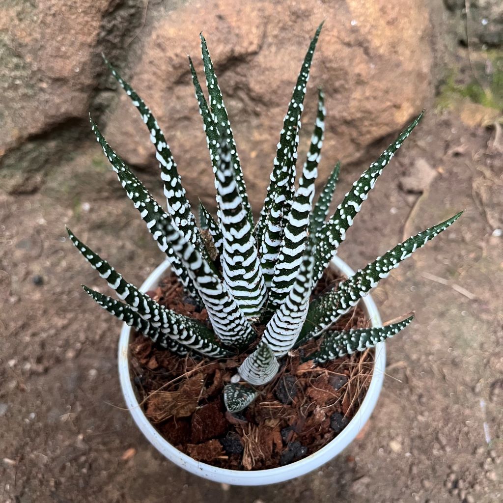 Haworthia Attenuata Big band Succulent Plant - myBageecha
