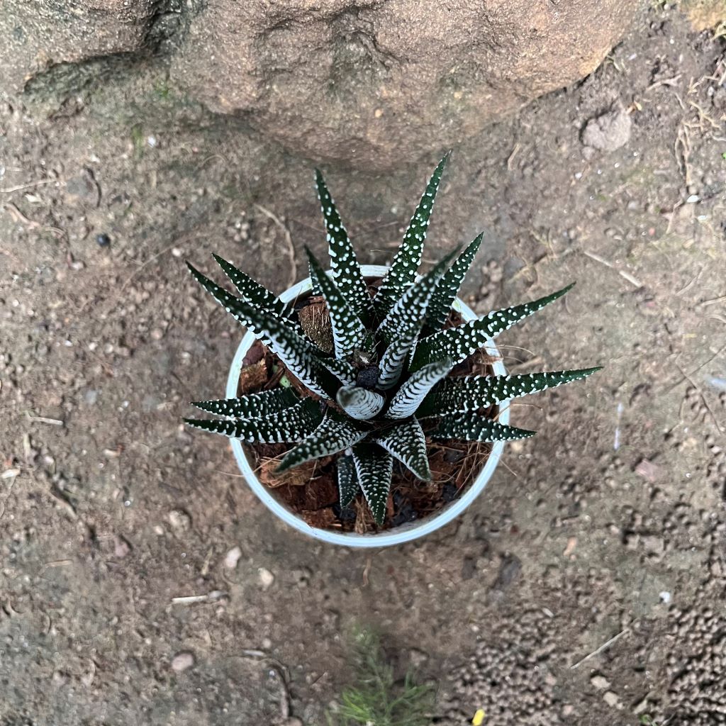 Haworthia Attenuata Big band Succulent Plant - myBageecha