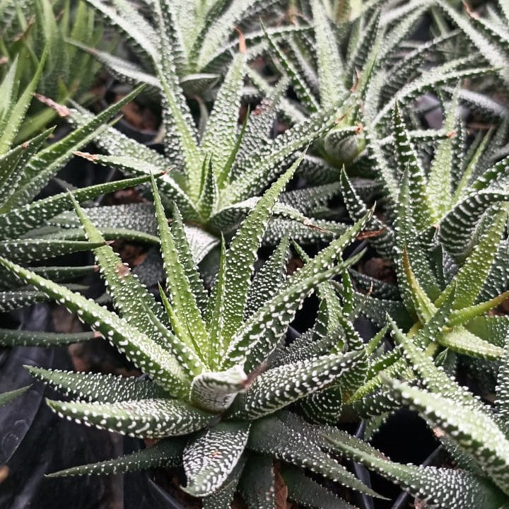Haworthia Attenuata var. Radula Succulent Plant - myBageecha
