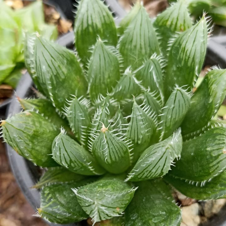 Haworthia Cooperi Succulent Plant-myBageecha
