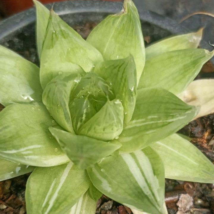 Haworthia Cuspidata Variegated Succulent Plant-myBageecha