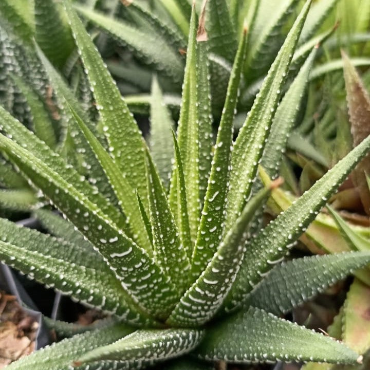 Haworthia Fasciata Succulent Plant - myBageecha