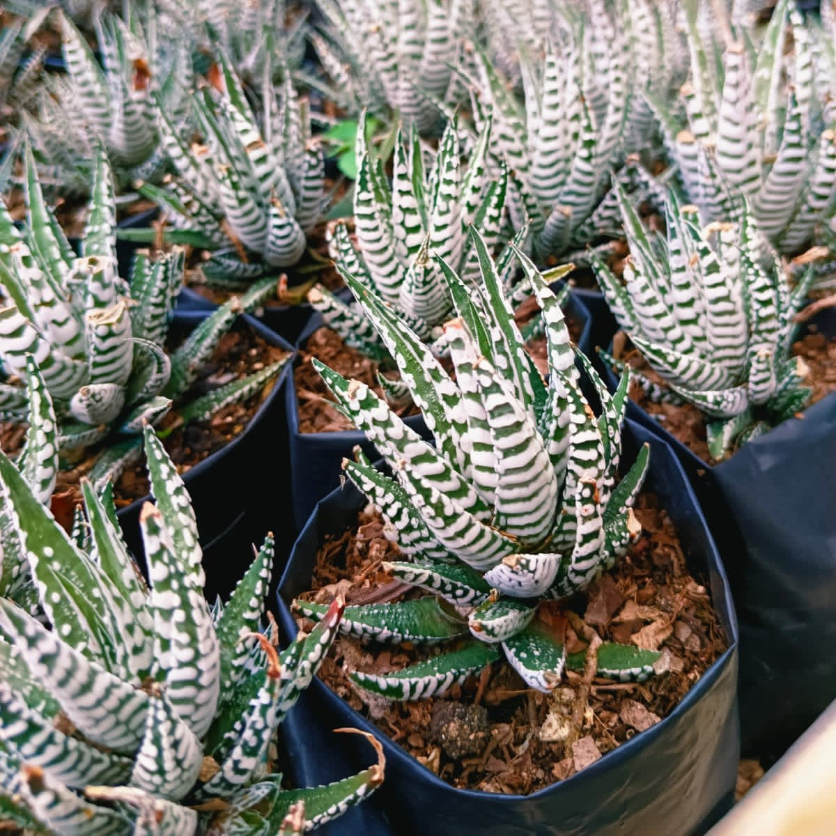Haworthia Fasciata Alba Succulent Plant - myBageecha