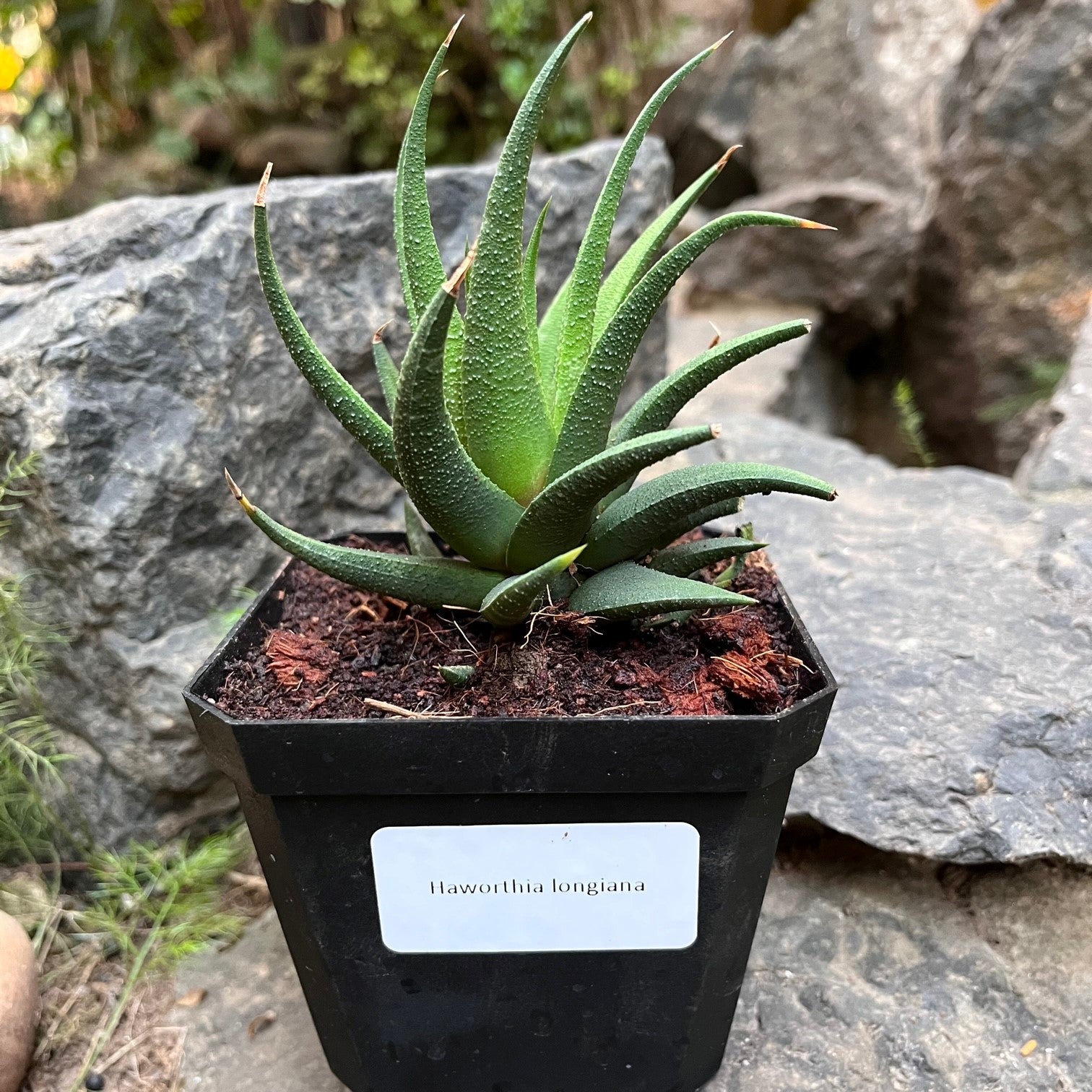 Haworthia longiana Succulent Plant - myBageecha