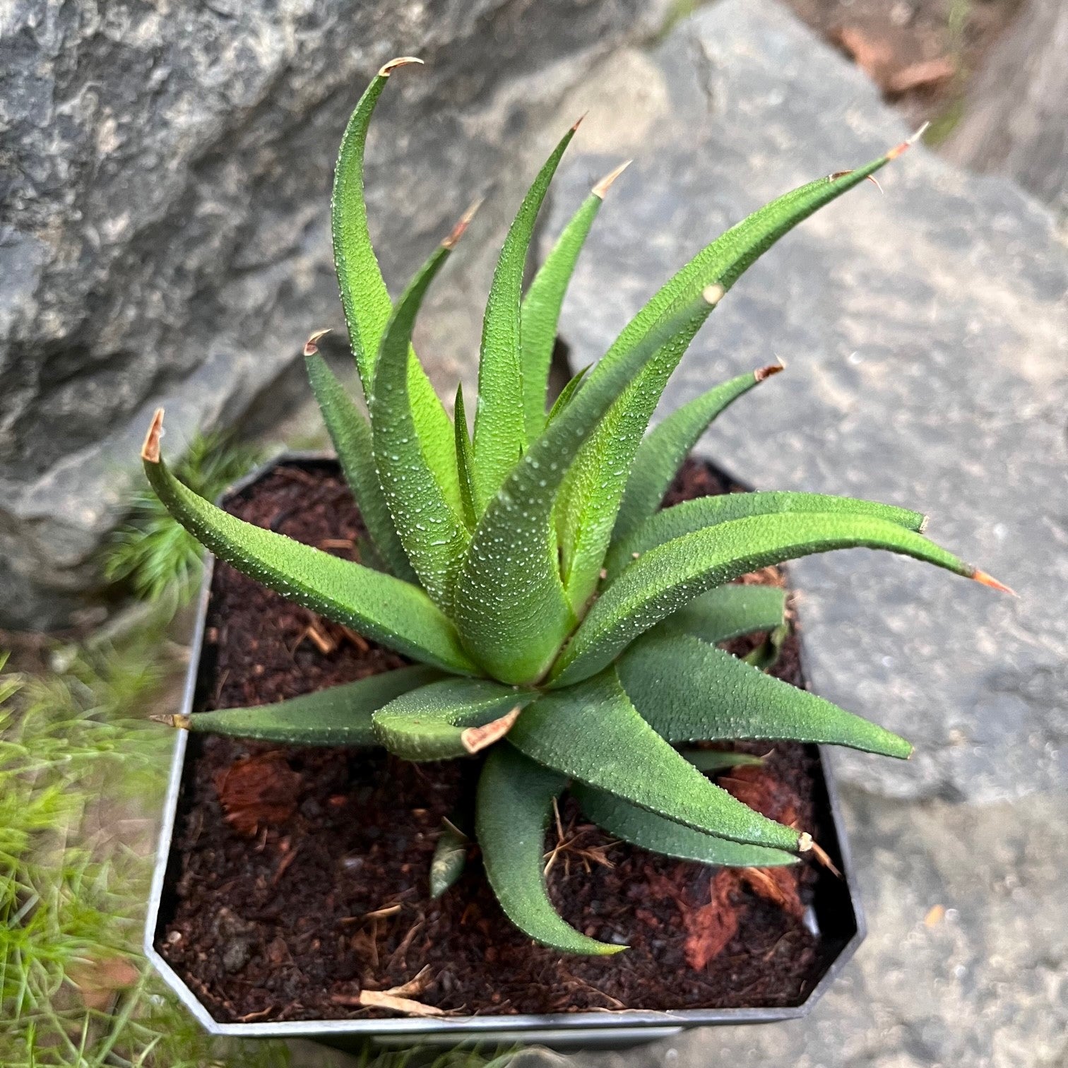 Haworthia longiana Succulent Plant - myBageecha