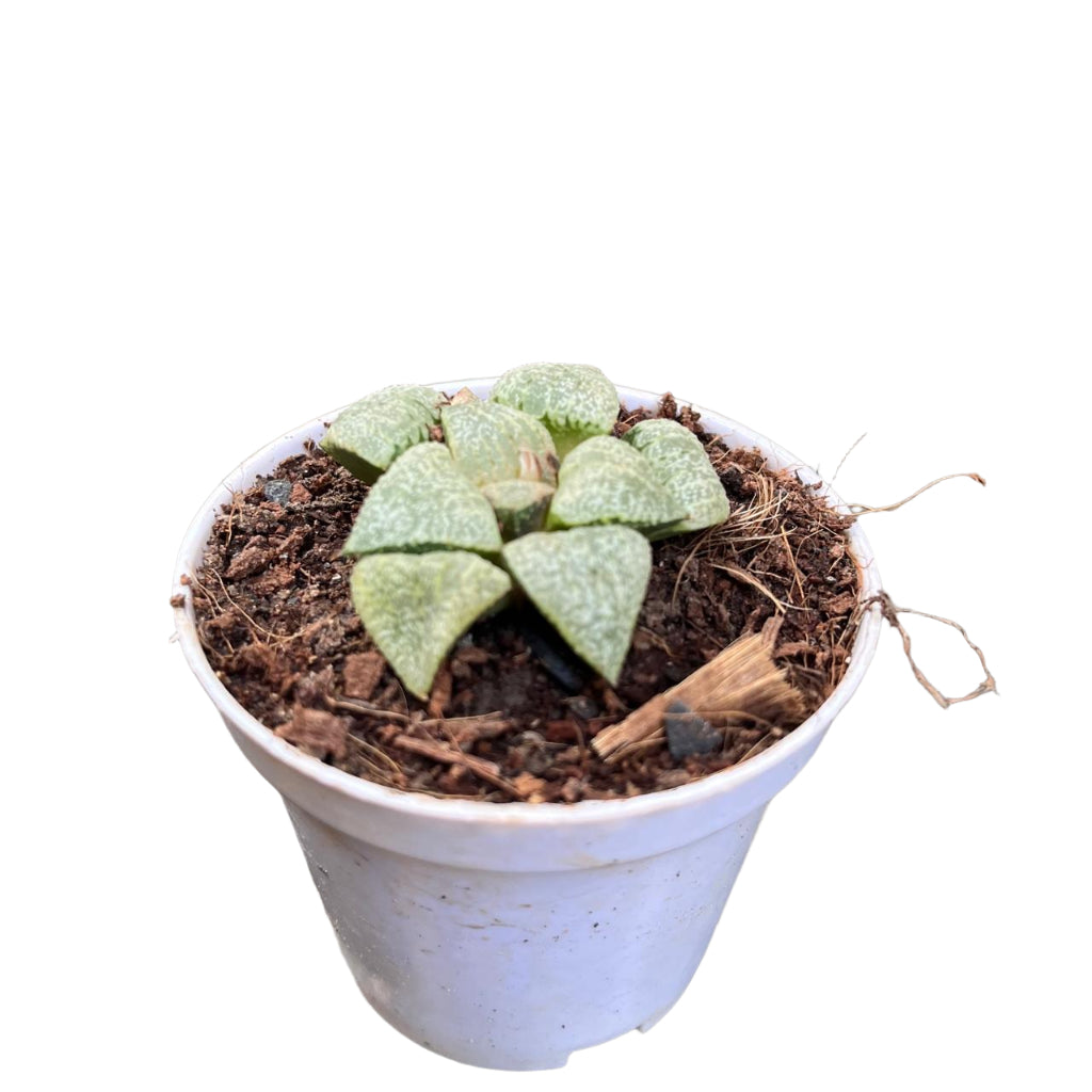 Haworthia Picta Mount Everest Succulent Plant-myBageecha