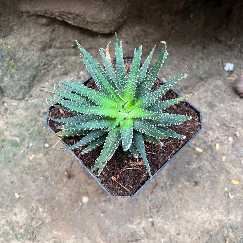 Haworthia Pumila Succulent Plant - myBageecha