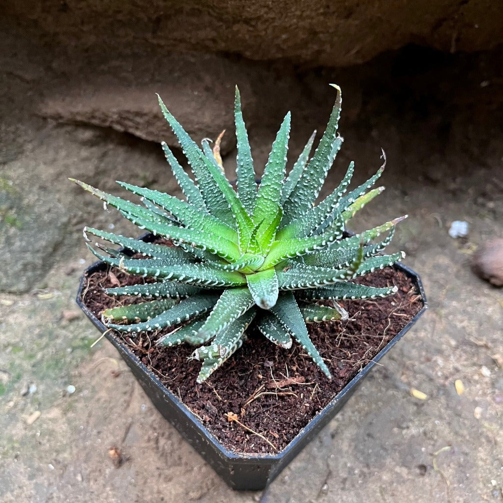 Haworthia Pumila Succulent Plant - myBageecha