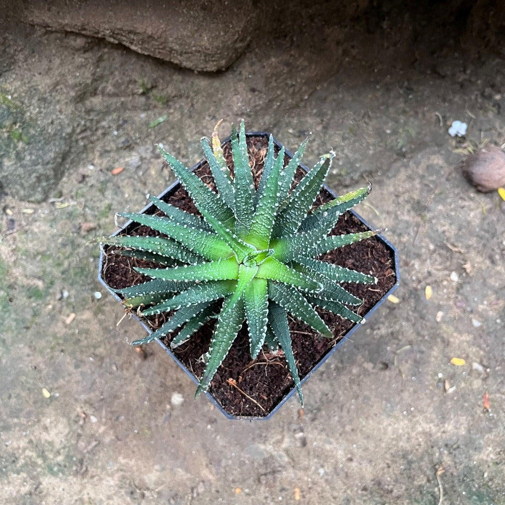 Haworthia Pumila Succulent Plant - myBageecha