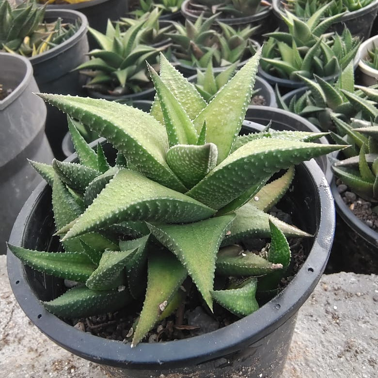 Haworthia Venosa Succulent Plant-myBageecha