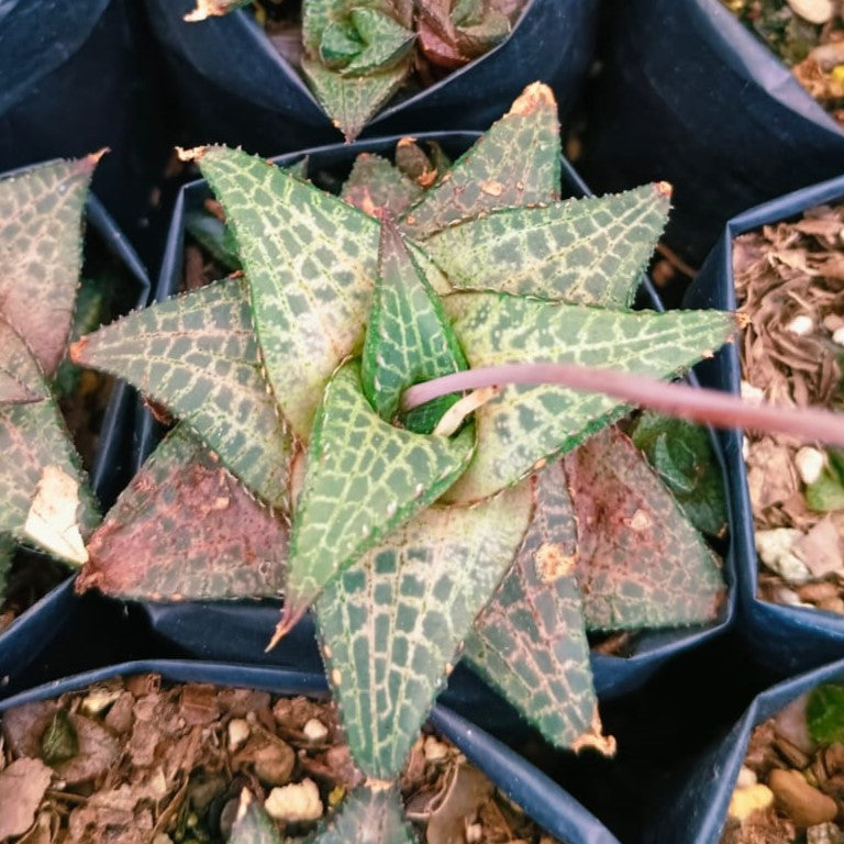 Haworthia Venosa ssp. Tessllata-myBageecha