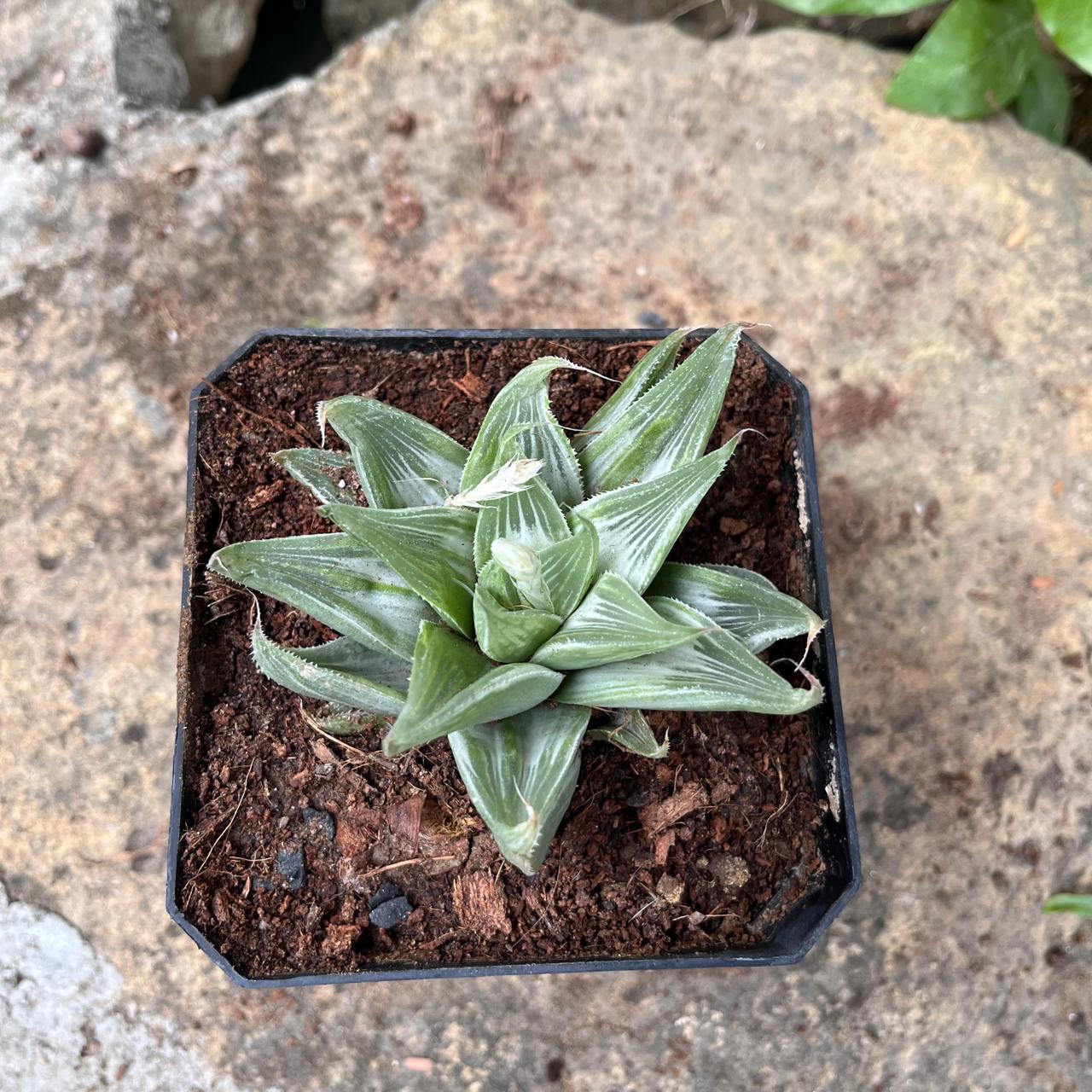 grey ghost succulent Haworthia magnifica acuminata 'Grey Ghost' Succulent Plant