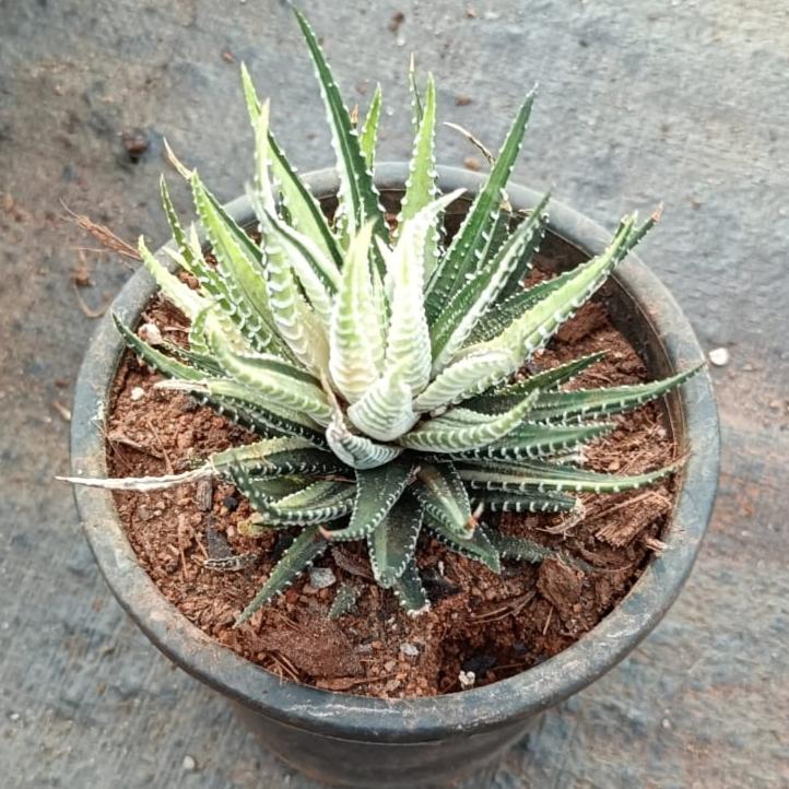 Haworthia Fasciata Variegated – Decorative Succulent Plant
