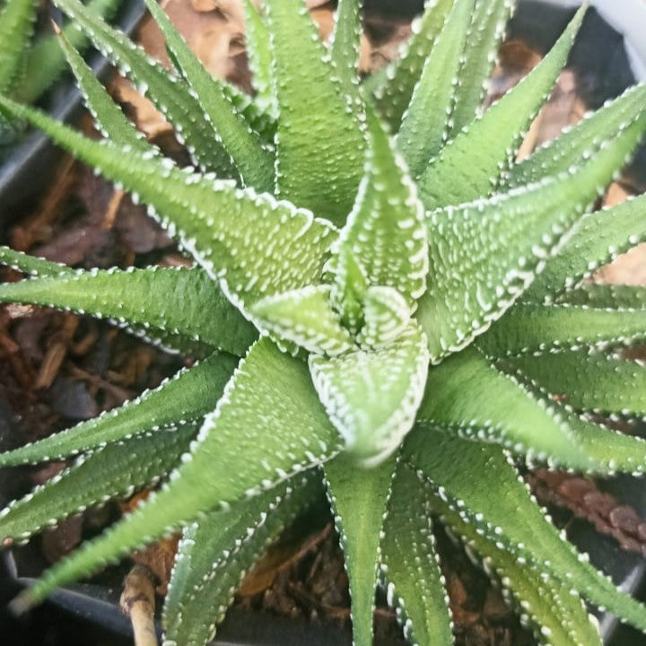 Haworthia Attenuata Enon Succulent Plant - myBageecha