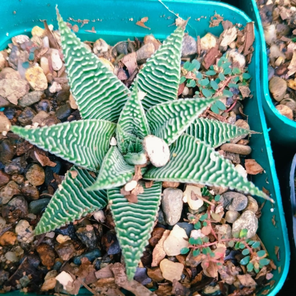 Haworthia limifolia v. striata Succulent Plant-myBageecha