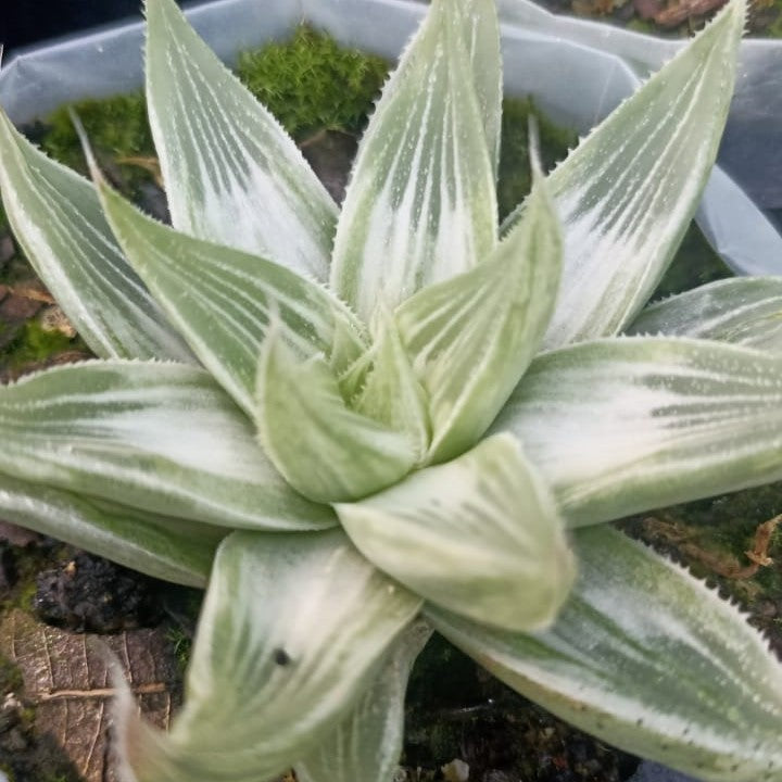 Haworthia magnifica acuminata 'Grey Ghost' Succulent Plant - myBageecha