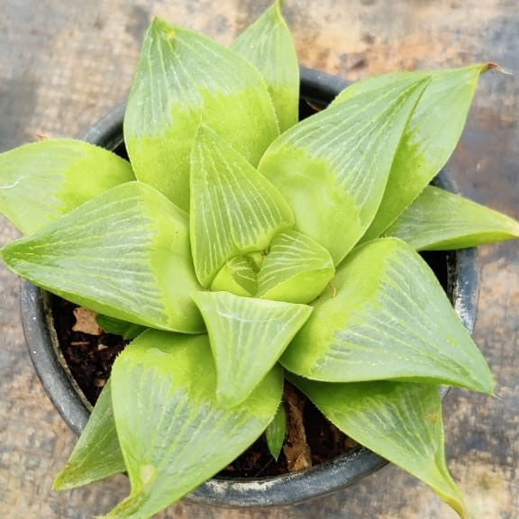 Haworthia mutica lemon Succulent Plant - myBageecha