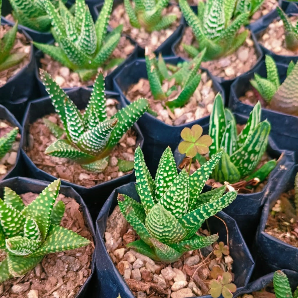 Haworthia pumila 'Little Donut' Succulent Plant-myBageecha