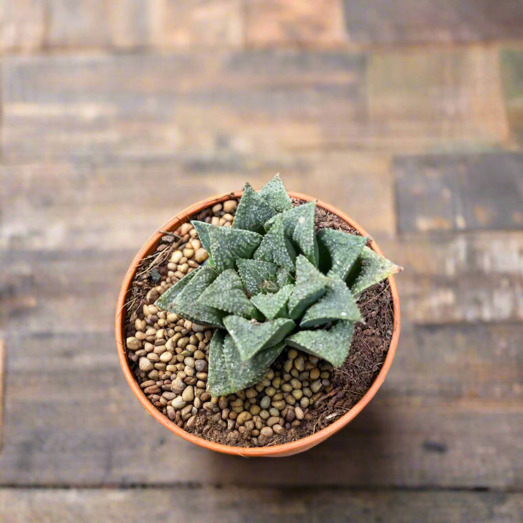 Haworthia wimii hybrid-myBageecha