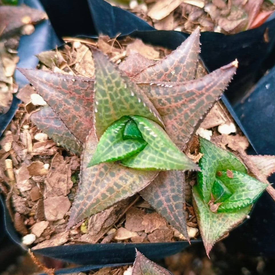 venosa succulent Haworthia Venosa Tessellata – Decorative Succulent Plant