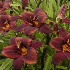 Hemerocallis Chocolate Candy (Bulbs) - Chocolate-hued petals with green foliage - myBageecha