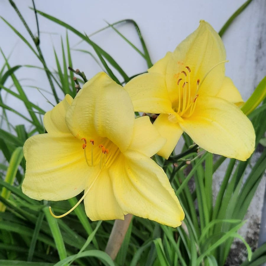 Hemerocallis 'Berlin Lemon' Bright yellow flower – MyBageecha