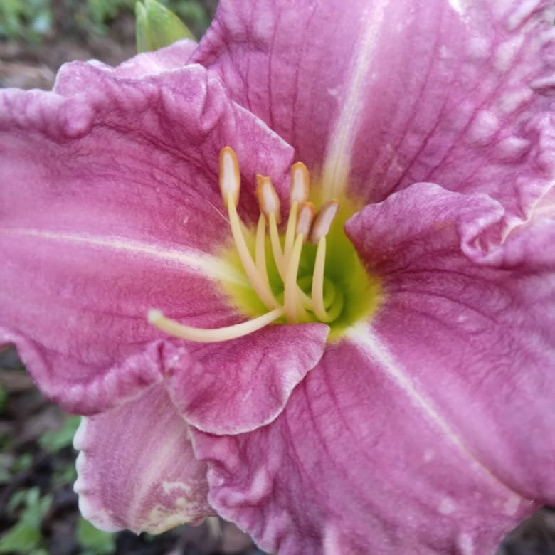Close-up of Hemerocallis ‘Court Magician’ bloom showing lavender-pink petals and green throat-myBageecha