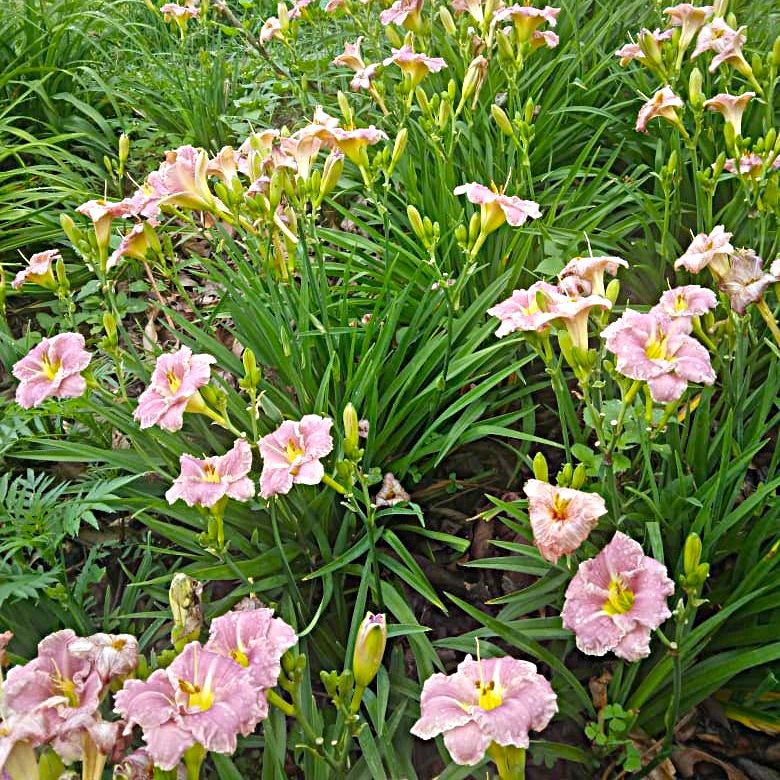 Field of Hemerocallis ‘Court Magician’ daylilies in full bloom with clusters of lavender-pink flowers