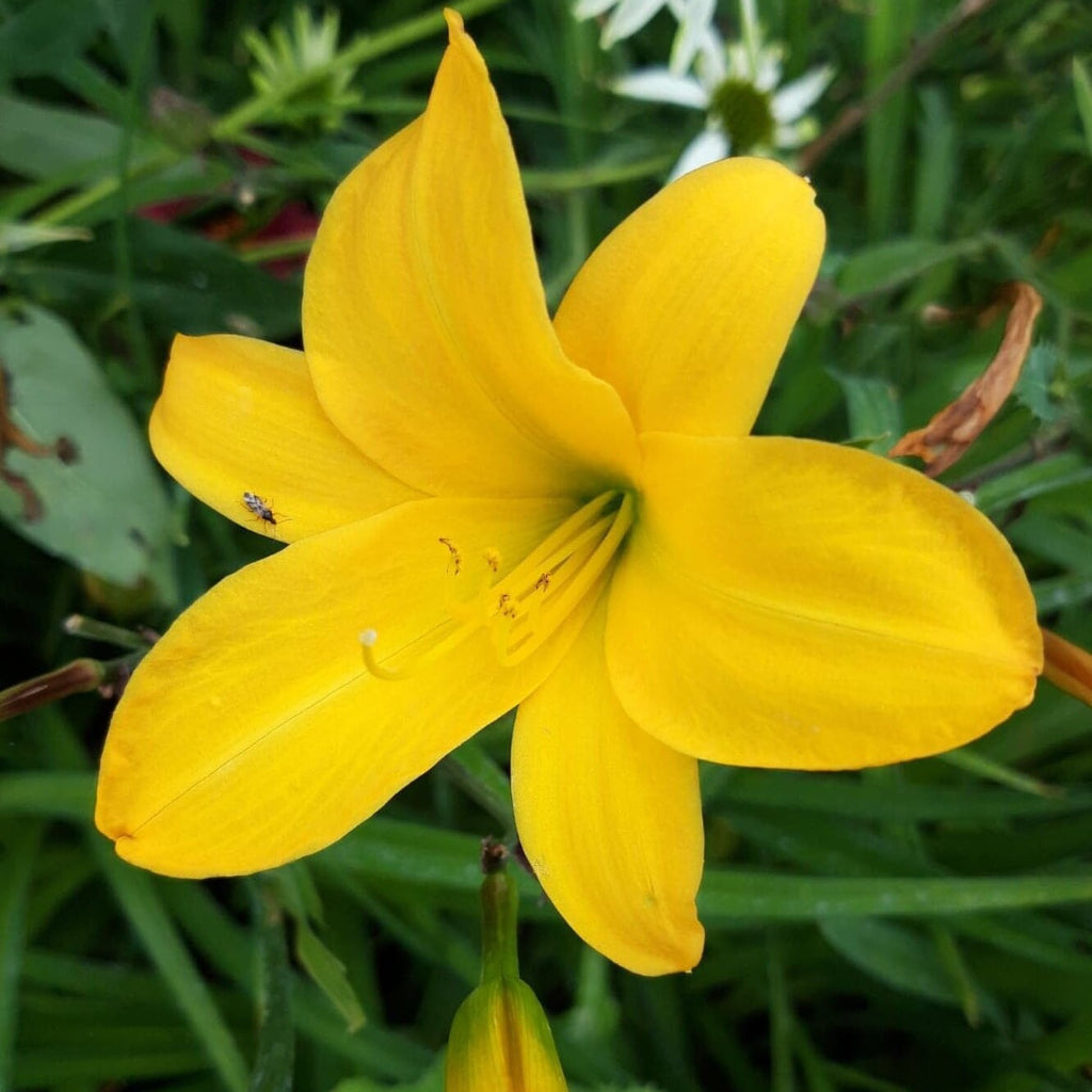 Hemerocallis 'Golden Chimes' (Bulbs)-Star-shaped yellow petals-myBageecha