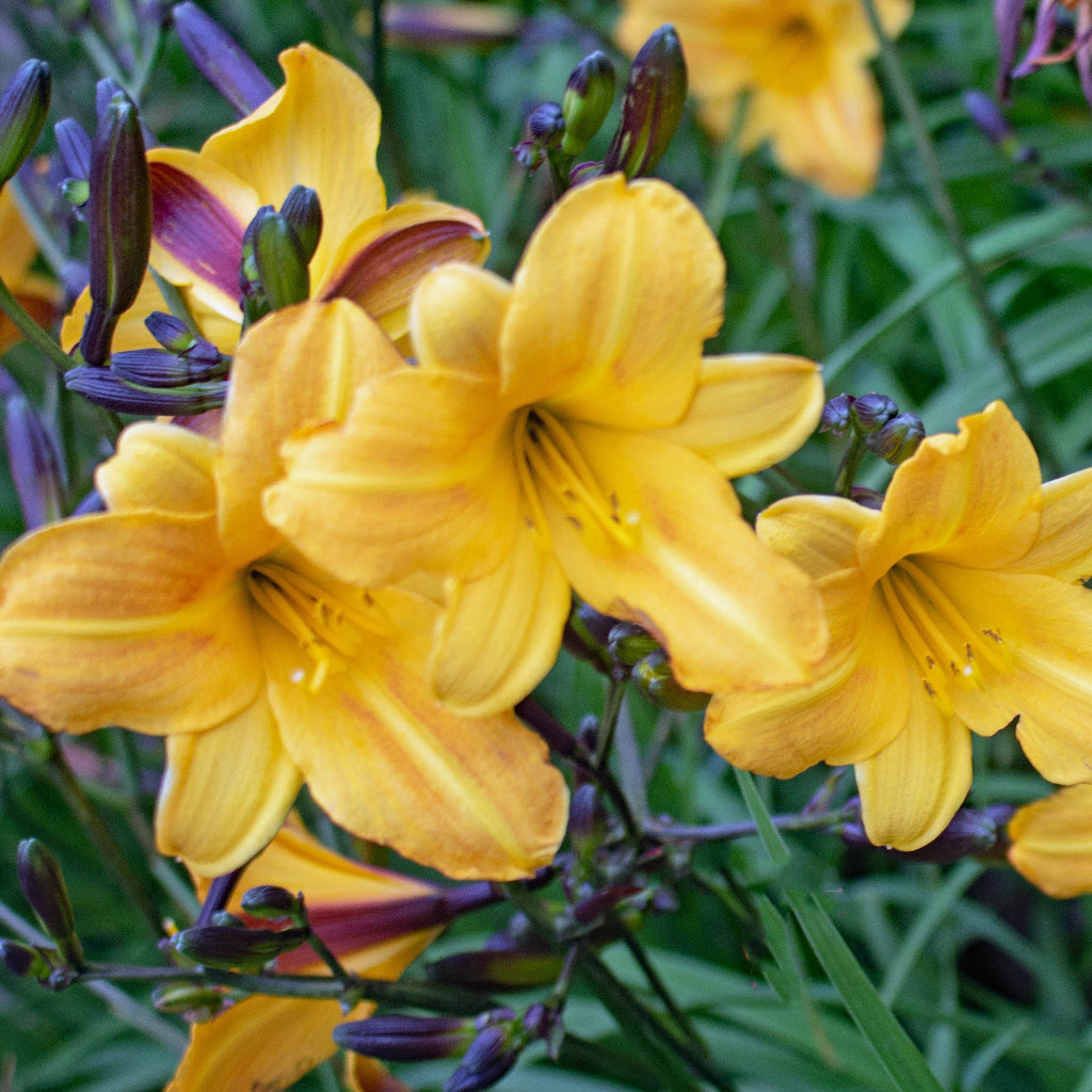 Hemerocallis 'Golden Chime' yellow bloom with green leaves