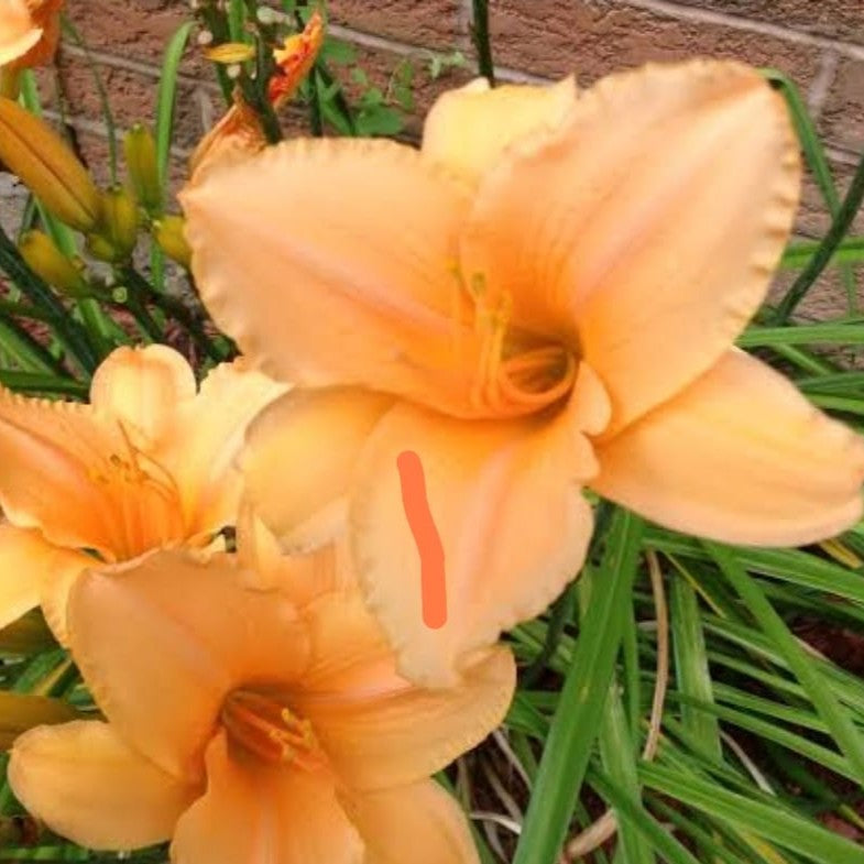 Hemerocallis 'Sombrero Way' (Bulbs)-myBageecha