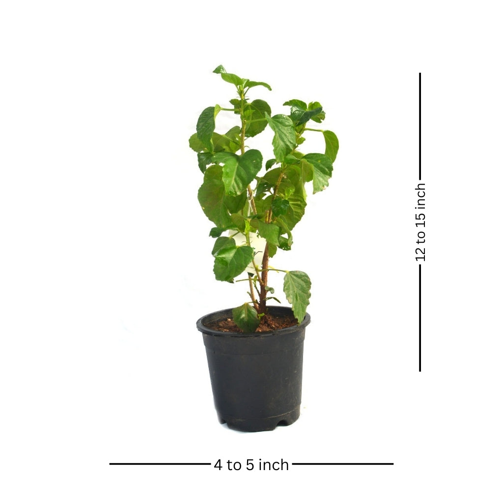 Hibiscus Yellow Fellow Plant - myBageecha