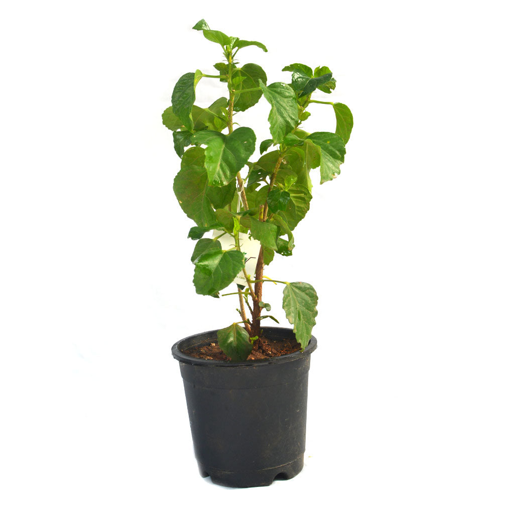 Hibiscus Colossus Plant - myBageecha