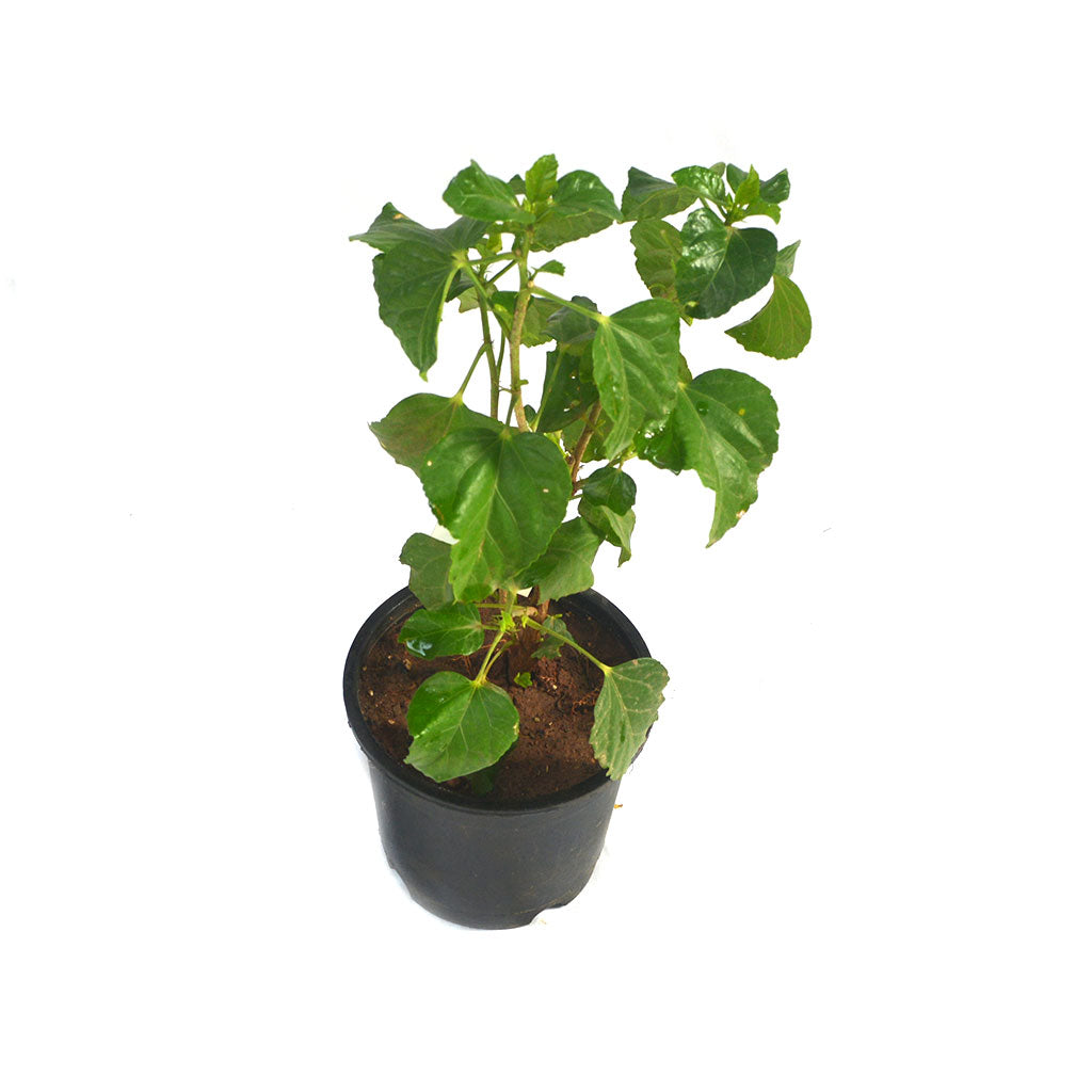 Hibiscus Exotic Red Plant - myBageecha