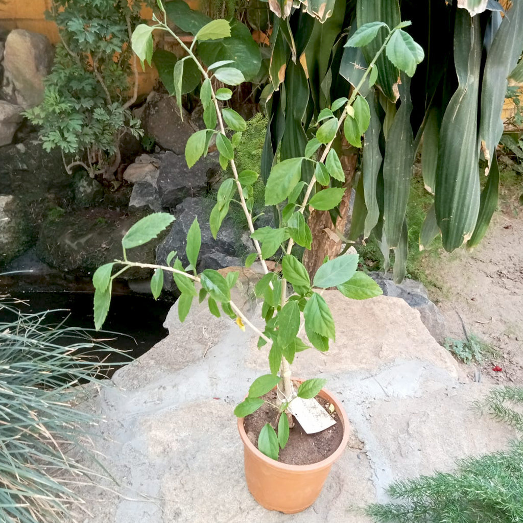 Hibiscus Schizopetalus Plant - myBageecha