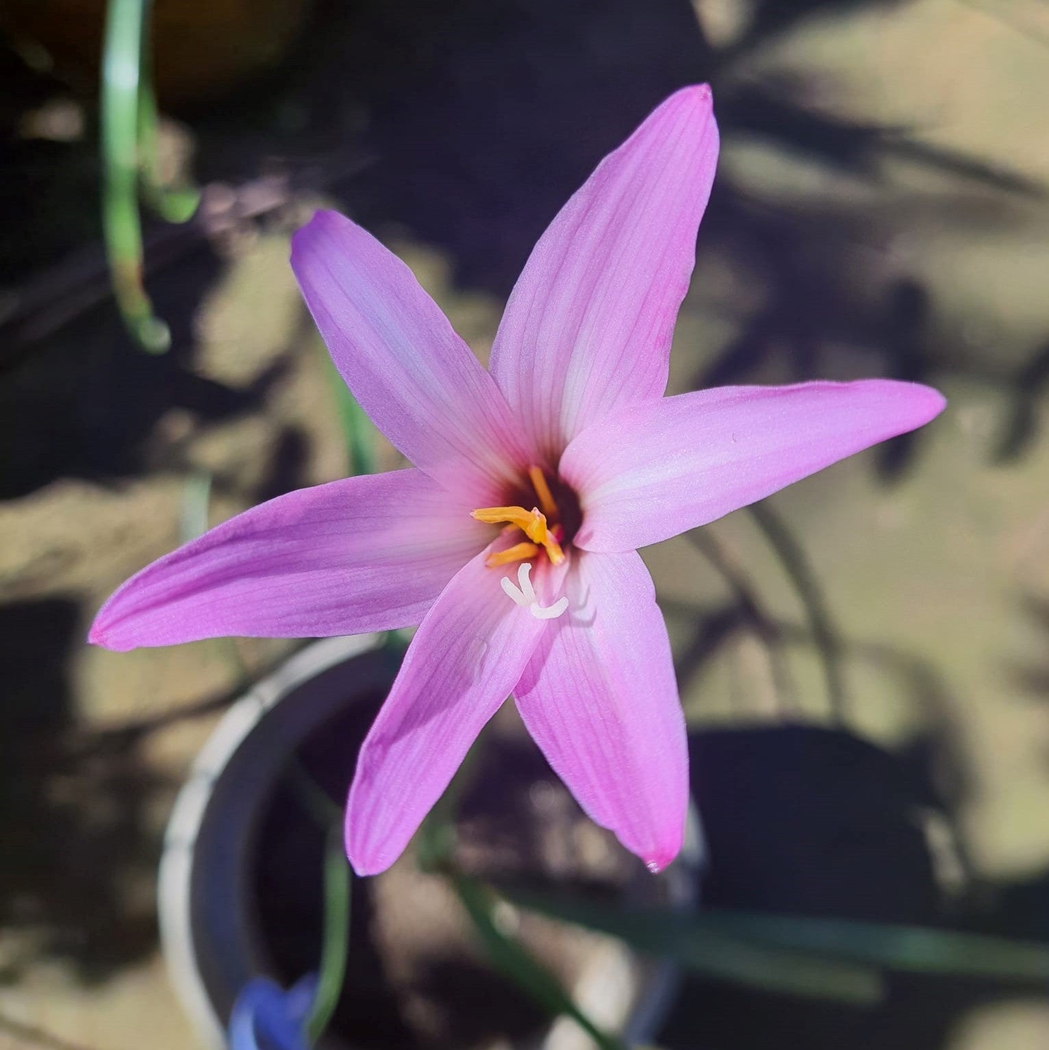 Rain Lily 'Holland' (Bulbs)