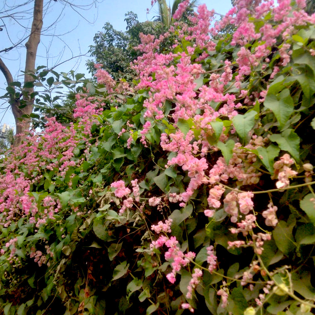 Honolulu Creeper Plant - myBageecha