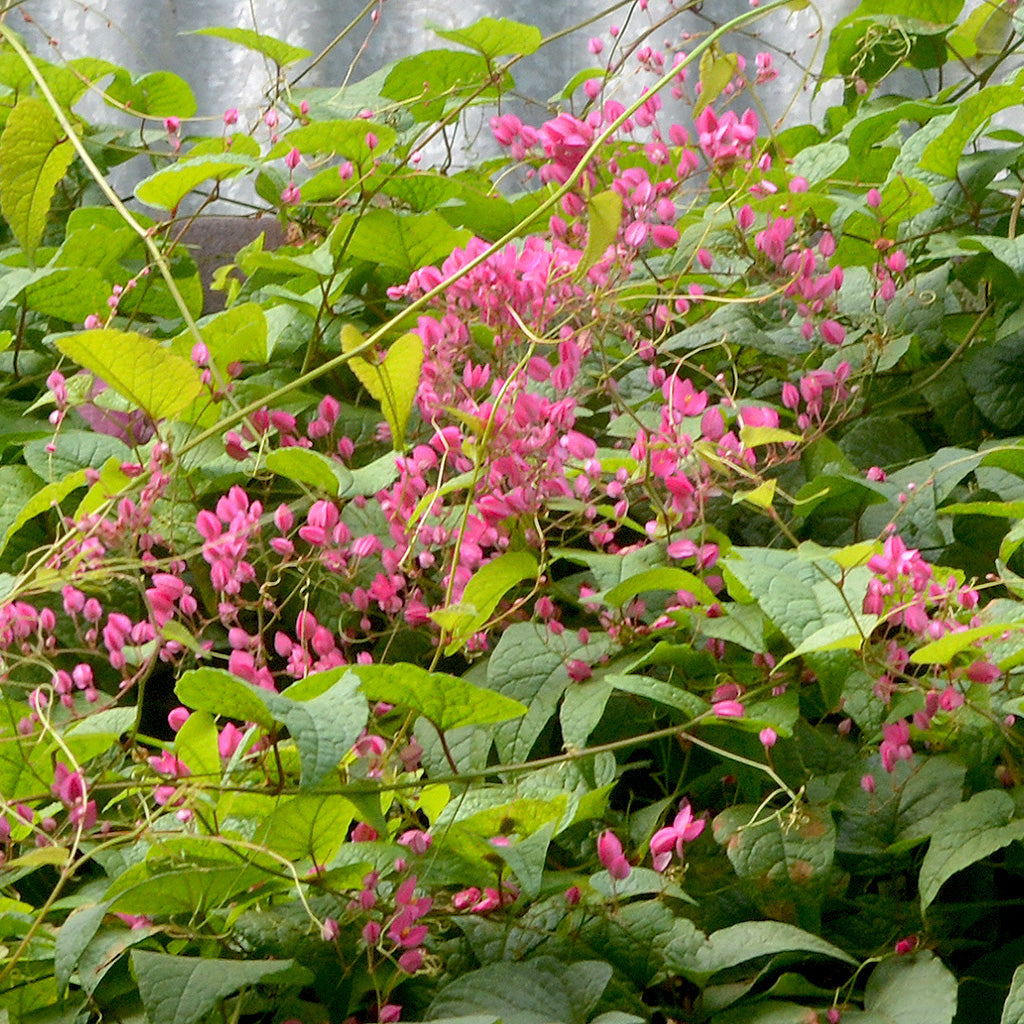 Honolulu Creeper Antigonon leptopus Flowering Climber Plant