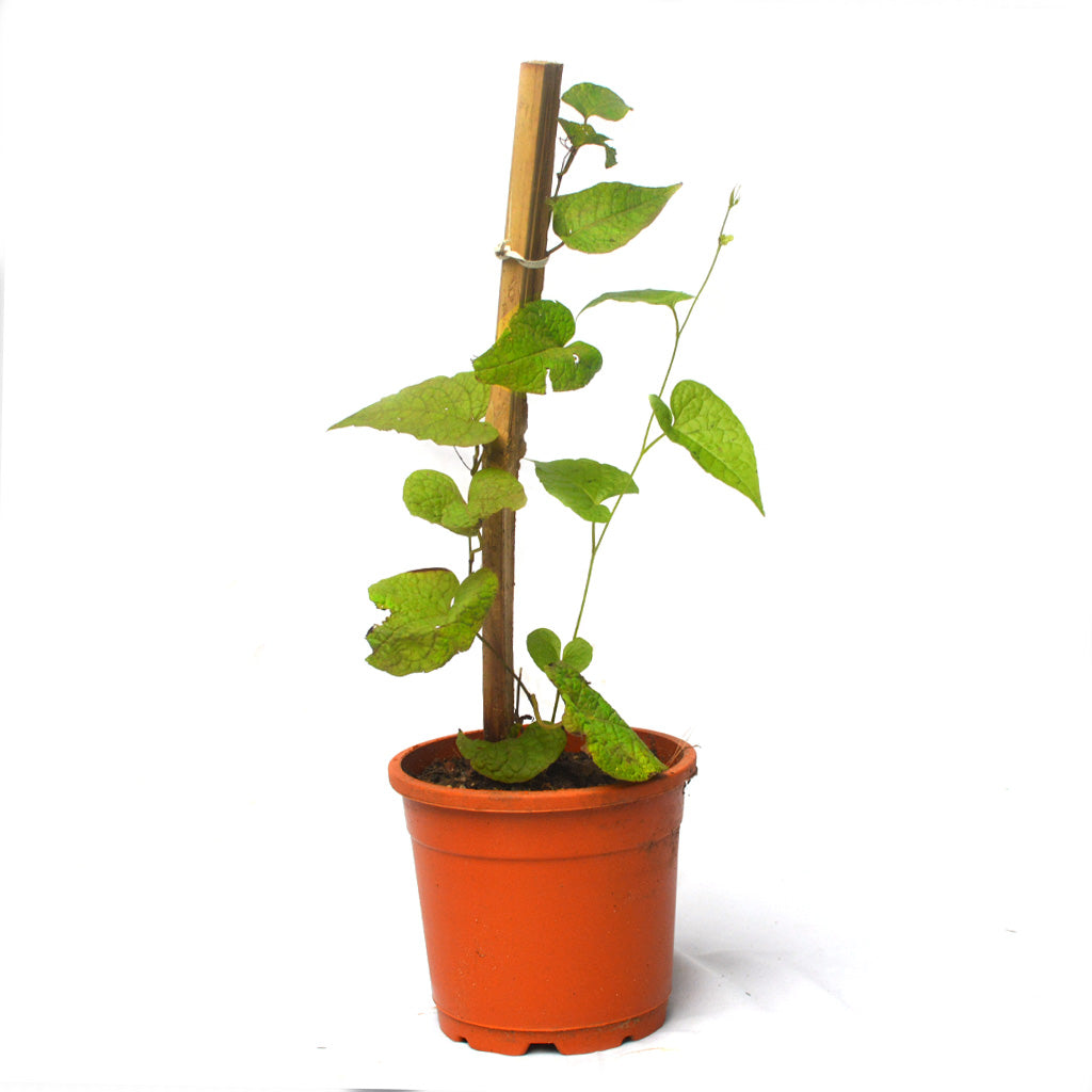 Honolulu Creeper Plant - myBageecha