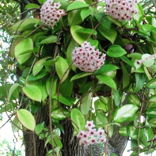 Evergreen Hoyas - Pack of 3 - Hoya Carnosa Plant + Hoya Incrassata Plant + Hoya Ilagiorum Plant - myBageecha