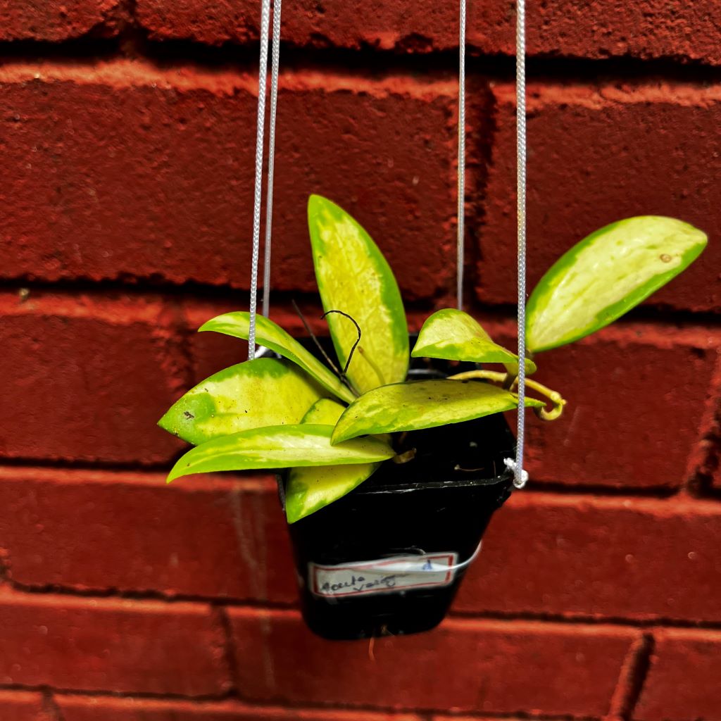 Hoya Acuta Variegated