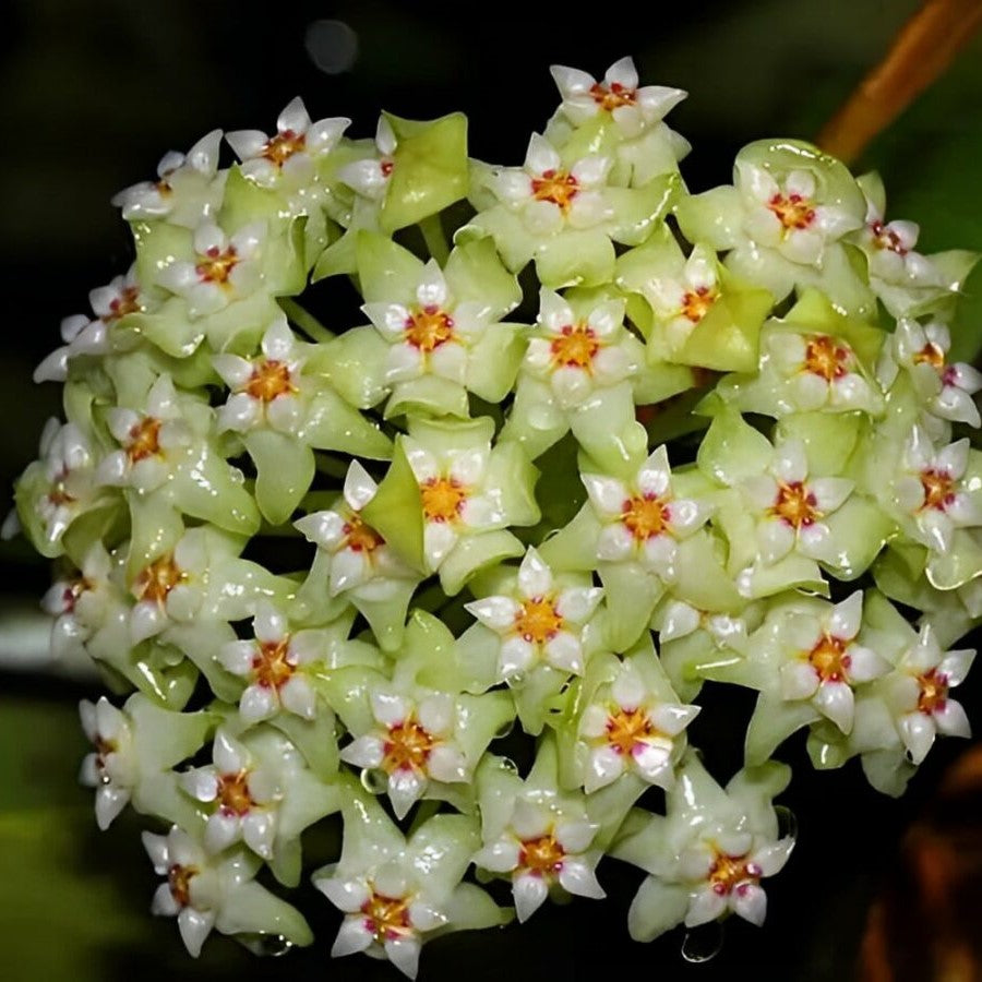 Hoya Acuta Variegated Plant - myBageecha