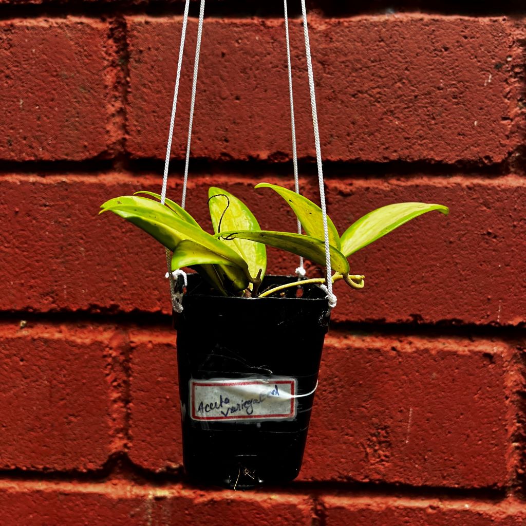 Hoya Acuta Variegated