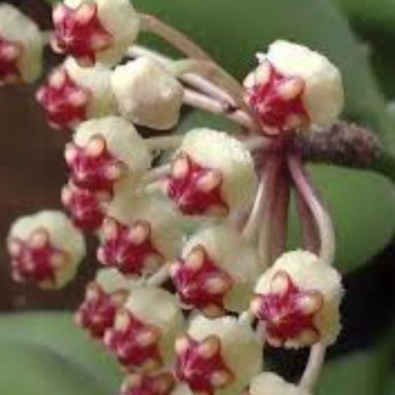 Hoya Brevialata Plant-myBageecha
