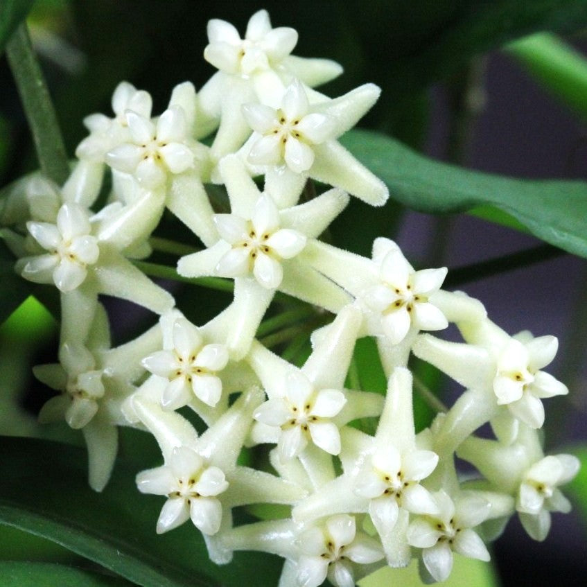 Hoya Cagayanensis Plant-myBageecha