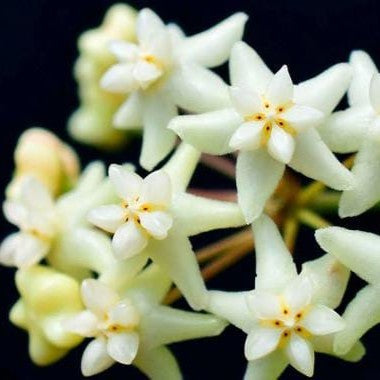 Hoya Cagayanensis Plant-myBageecha