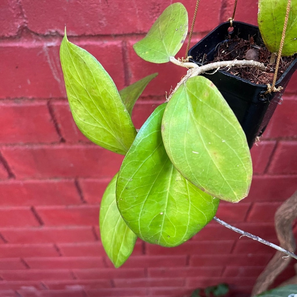 Hoya Chuniana Plant - myBageecha